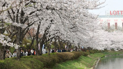 벚꽃의 포로가 된 시민들