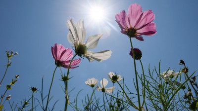 가을이 성큼...만개한 코스모스