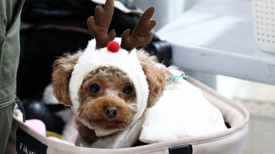 크리스마스 서울 펫쇼