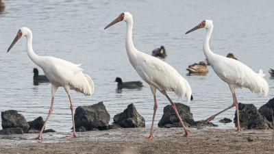 제주도에서 발견된 희귀 겨울철새 시베리아흰두루미 가족
