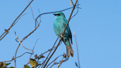‘에메랄드빛 보석’ 제주서 미조 파랑딱새 발견