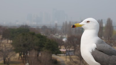 날까 말까… 미세먼지에 막힌 갈매기의 날갯짓