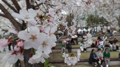 다시 돌아온 석촌호수 벚꽃