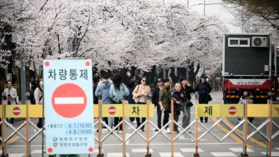 다가온 벚꽃의 계절... 윤중로 축제 앞두고 차량 통제