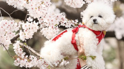 만개한 여의도 벚꽃길